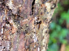 Platybunus