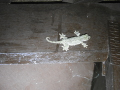 Gekko rhacophorus