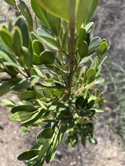 Buxus sempervirens