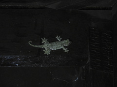 Gekko rhacophorus
