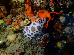 Peltodoris atromaculata