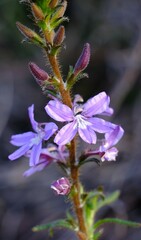Scaevola glandulifera