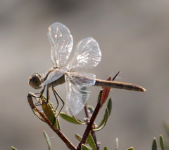 Sympetrum arenicolor