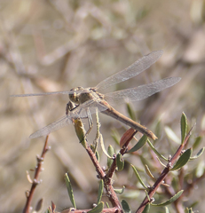 Sympetrum arenicolor