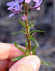 Scaevola glandulifera