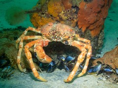 Leptomithrax gaimardii