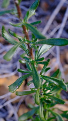 Scaevola glandulifera