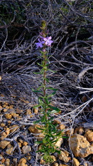 Scaevola glandulifera