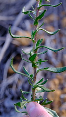 Scaevola glandulifera
