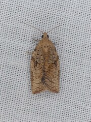 Epiphyas postvittana