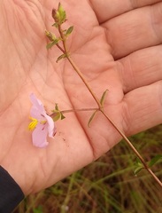 Dissotis congolensis