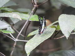Graphium