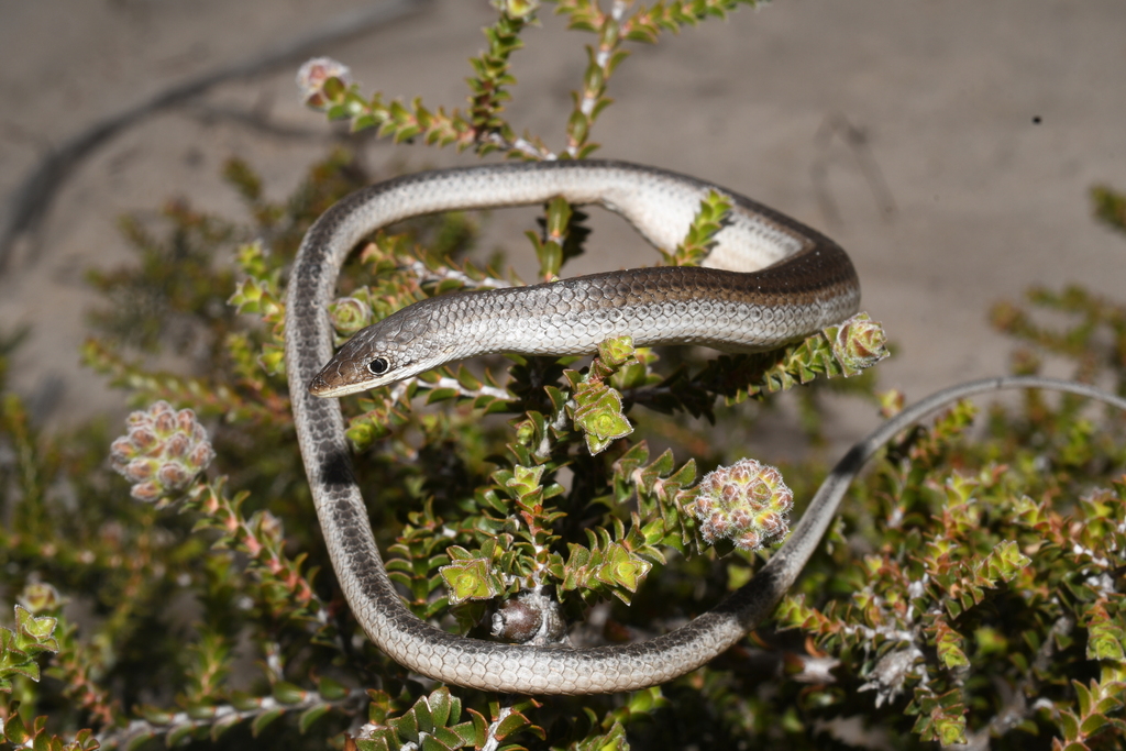 Javelin Lizard