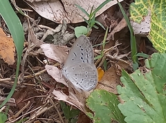 Pseudozizeeria maha ossa