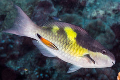 Labroides rubrolabiatus