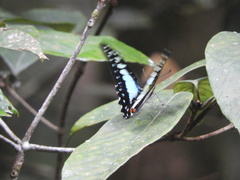 Graphium