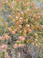 Passerina corymbosa