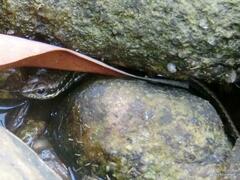 Sphenomorphus incognitus