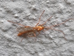 Ophion obscuratus