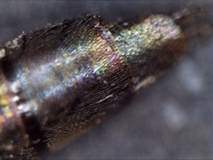 Quedius semiobscurus