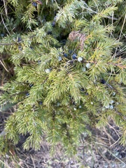 Juniperus