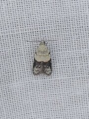 Tracholena sulfurosa