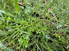 Ranunculus sessiliflorus sessiliflorus