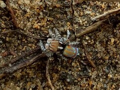 Maratus tasmanicus