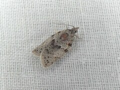 Isotenes miserana