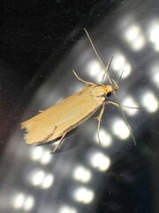 Philobota protecta