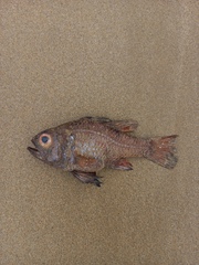 Vincentia conspersa