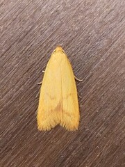Aeolothapsa malacella