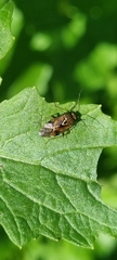 Lygus rugulipennis