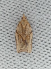 Epiphyas postvittana