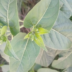 Mirabilis jalapa image