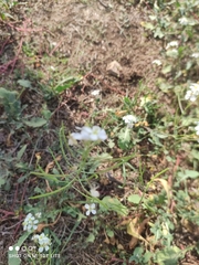 Diplotaxis erucoides