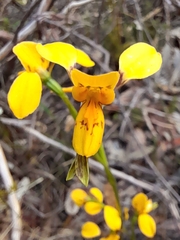 Diuris aurea