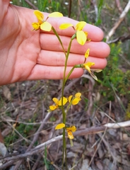 Diuris aurea
