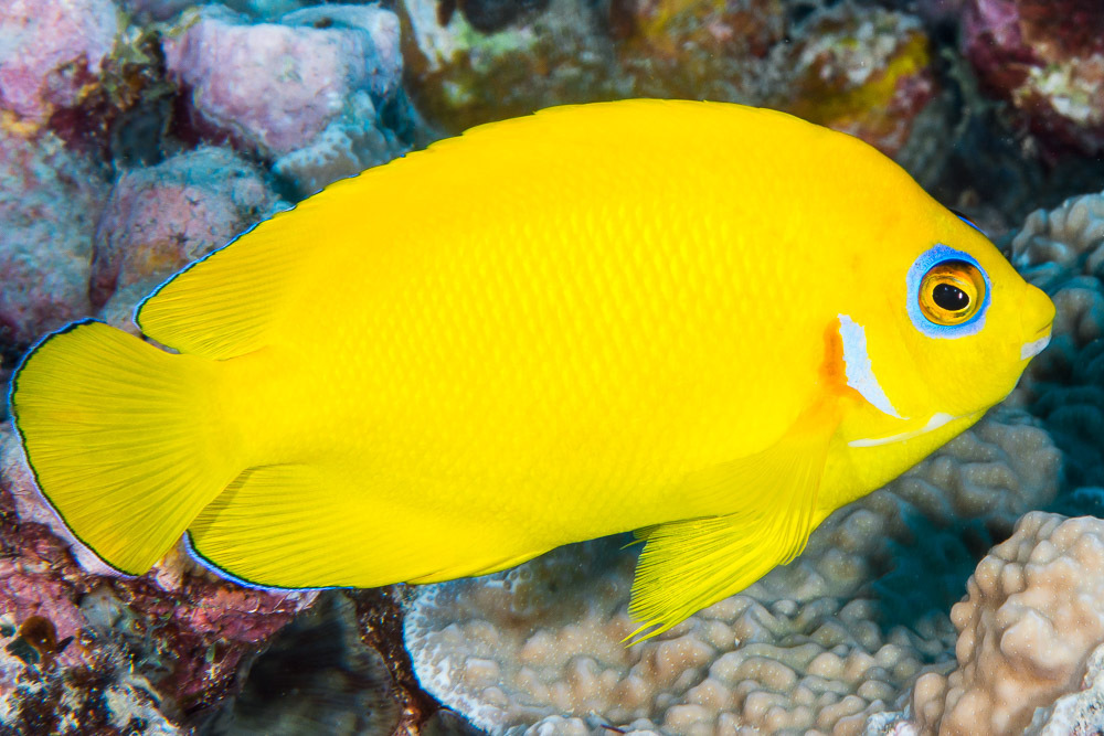 Lemon peel (Centropyge flavissima) — Pomacanthidae