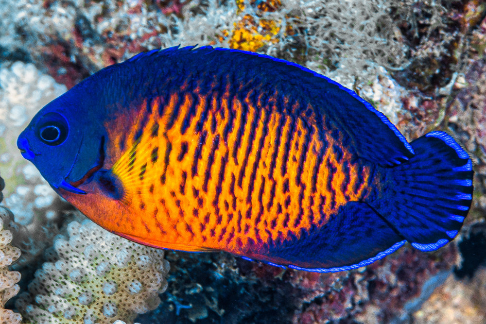 Coral beauty (Centropyge bispinosa) — Pomacanthidae