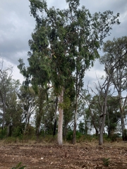 Bursera simaruba