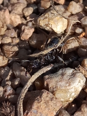 Bothroponera sulcata