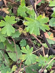 Geranium pusillum