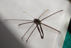 Haploglenius handlirschi