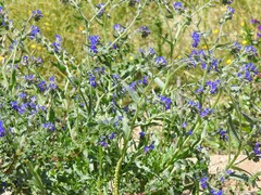 Anchusa undulata