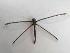 Haploglenius handlirschi
