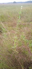 Spermacoce verticillata