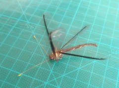 Haploglenius handlirschi