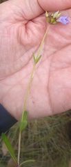 Neurotheca loeselioides