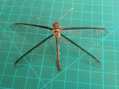 Haploglenius handlirschi
